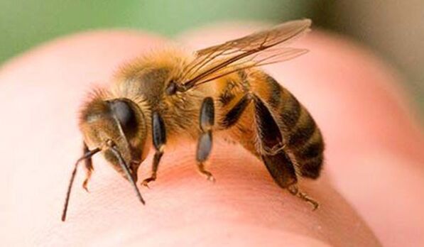 Укуси бджіл – екстремальний спосіб збільшення фалосу